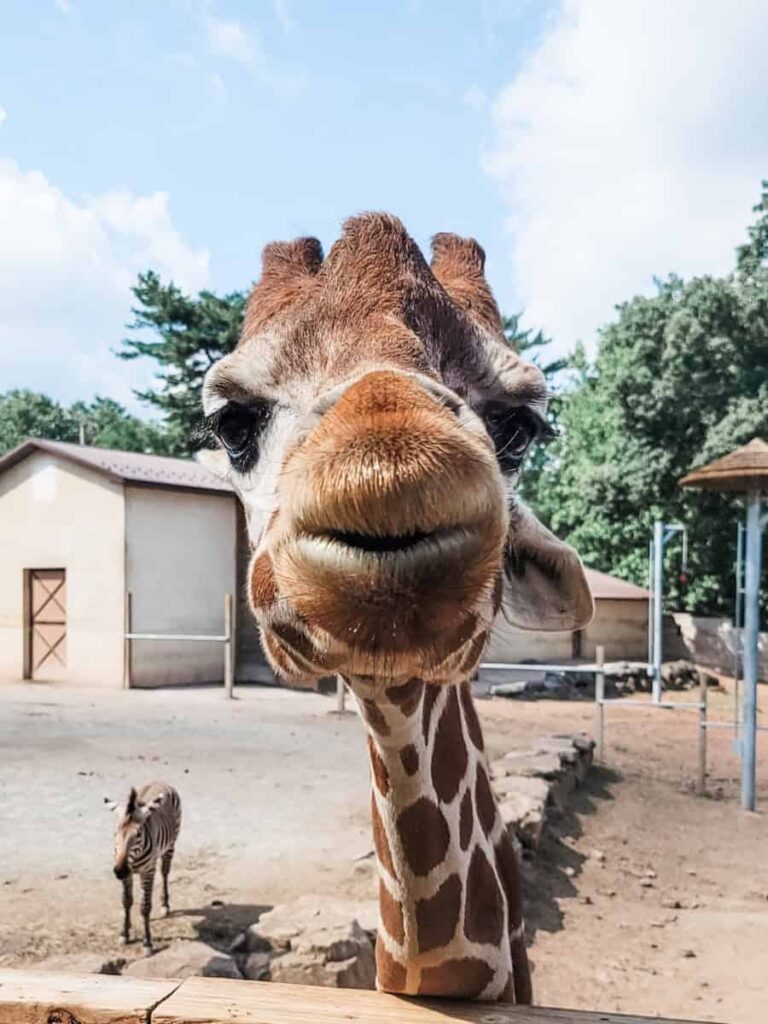 Looking directly at the face of a giraffe in Elmwood Park Zoo