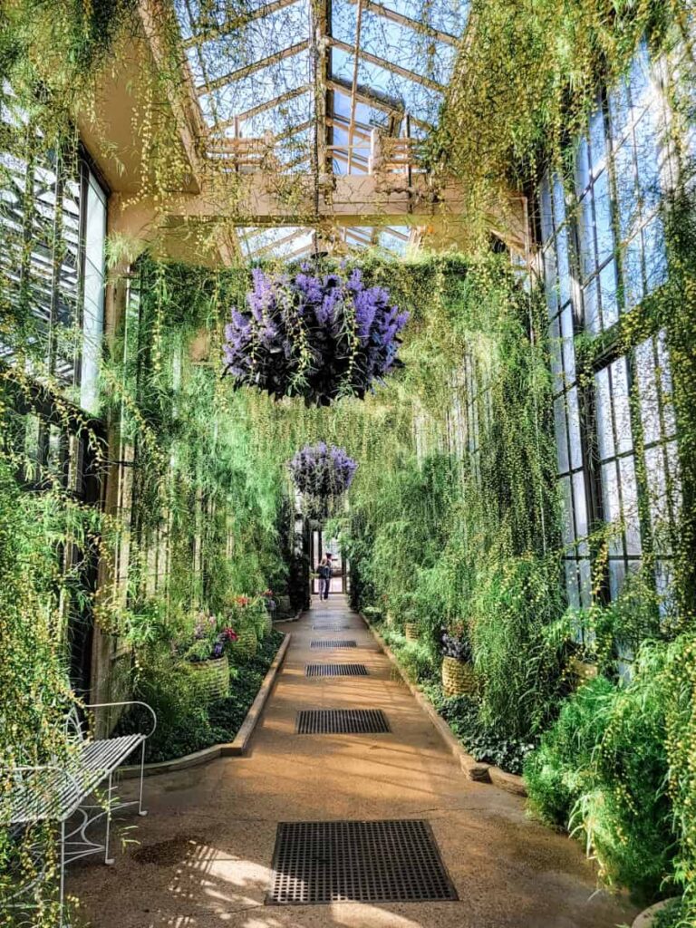 looking down a hallway in Longwood Gardens greenhouse convservatory with purple flowers hanging from the ceiling and greeney lining the walkway