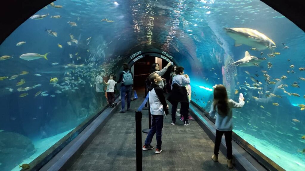 Two kids stand in the shark tunnel at Adventure Aquarium