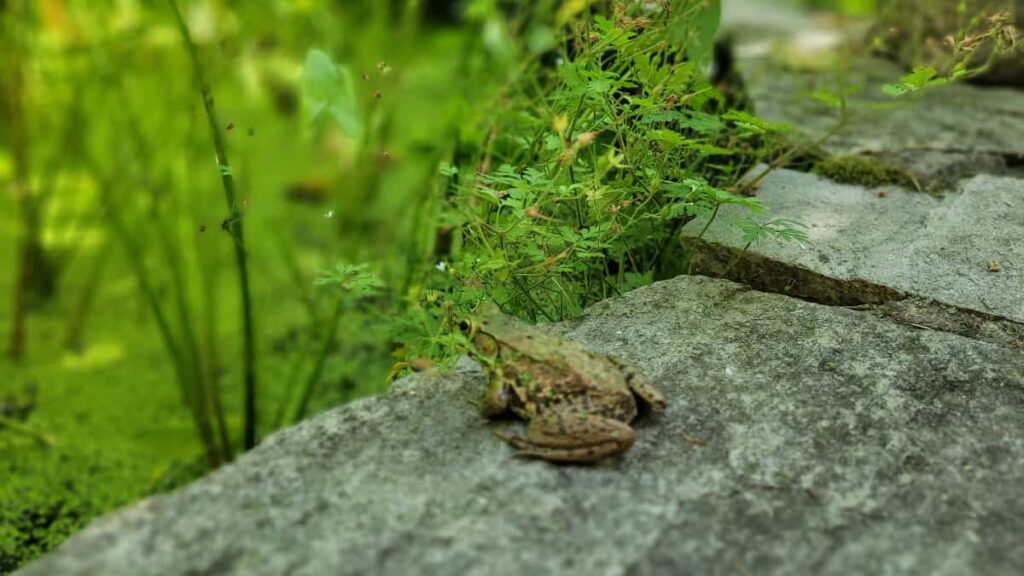 A frog sits on the stone next to a pond