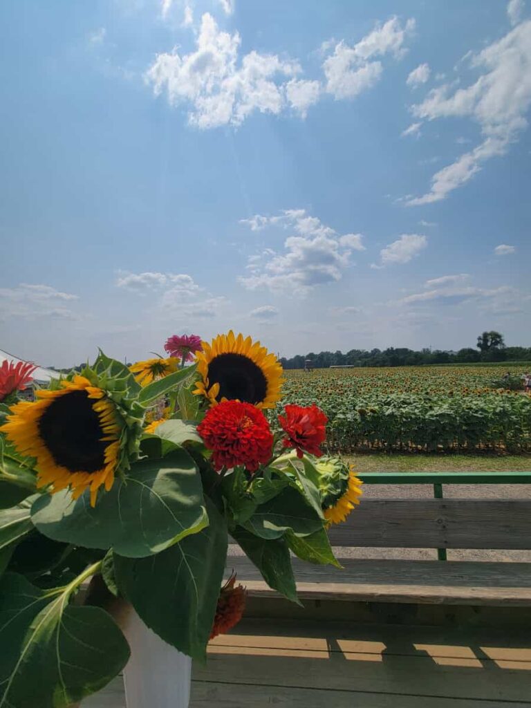 I bunch of multi color sunflowers is held up in front of a field of sunflowers at Shadybrook Farm