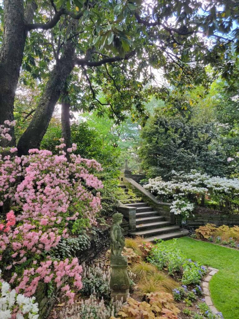 Stone steps lead down to a circular garden with an azaela in bloom to its left