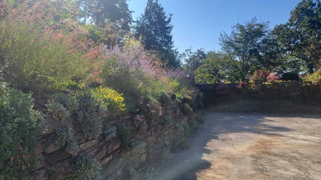 A stone wall has plants growing on top and in between the rocks