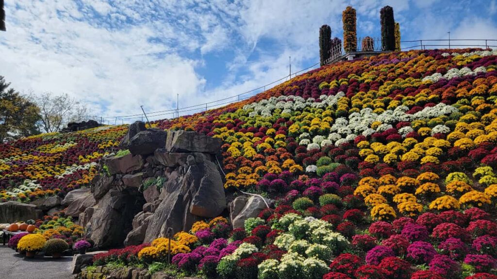 Standing at the bottom looking up at large man made hill with mums blanketing all sides
