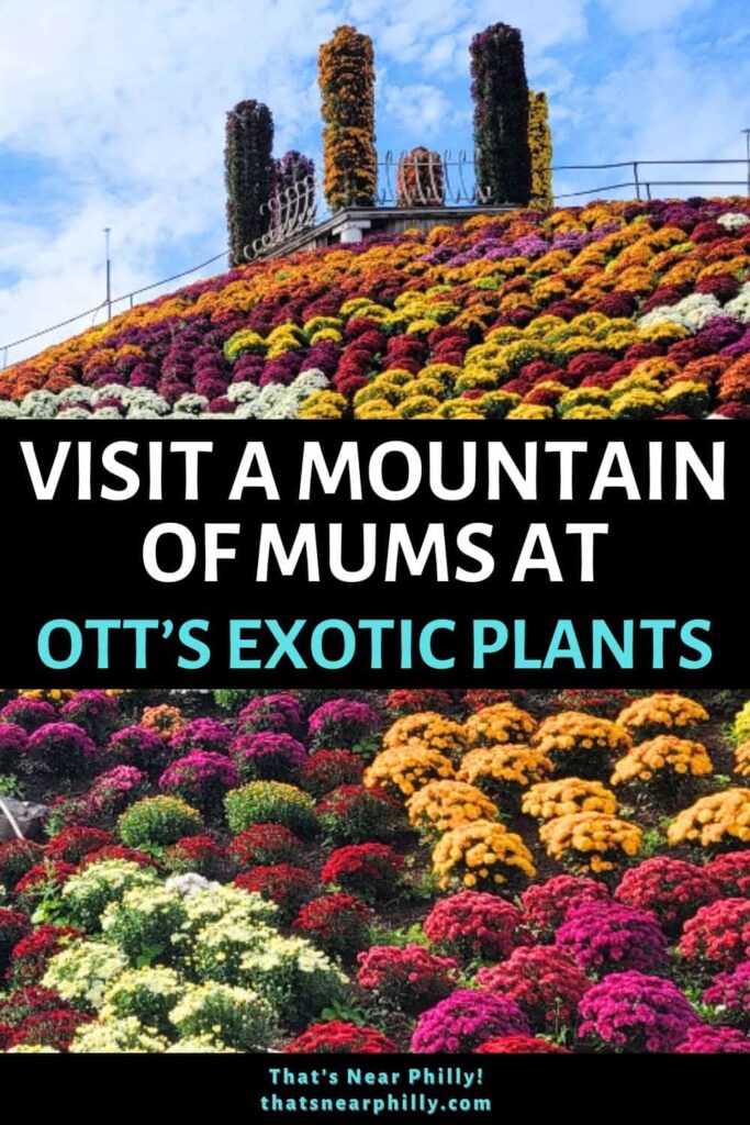 One of the best things to do in Montgomery County PA is visit Mum Mountain at Ott's Exotic Plants