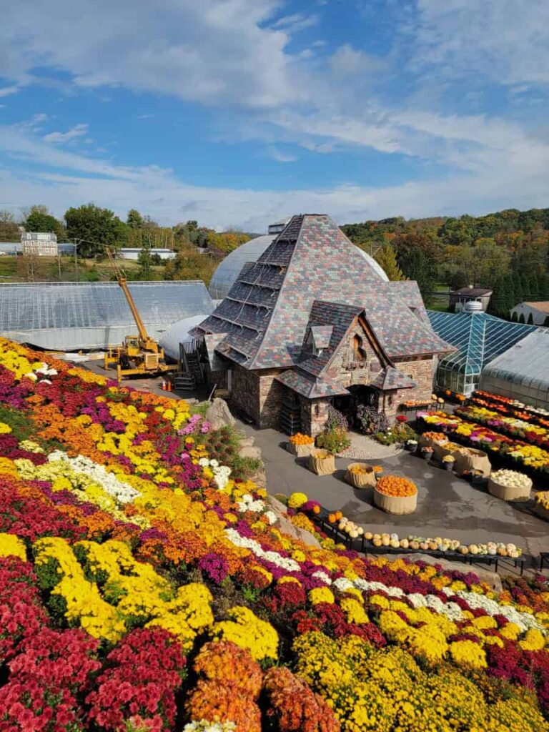 standing on top of a mountain of mums looking down at the greenhouse at Ott's Exotic plants
