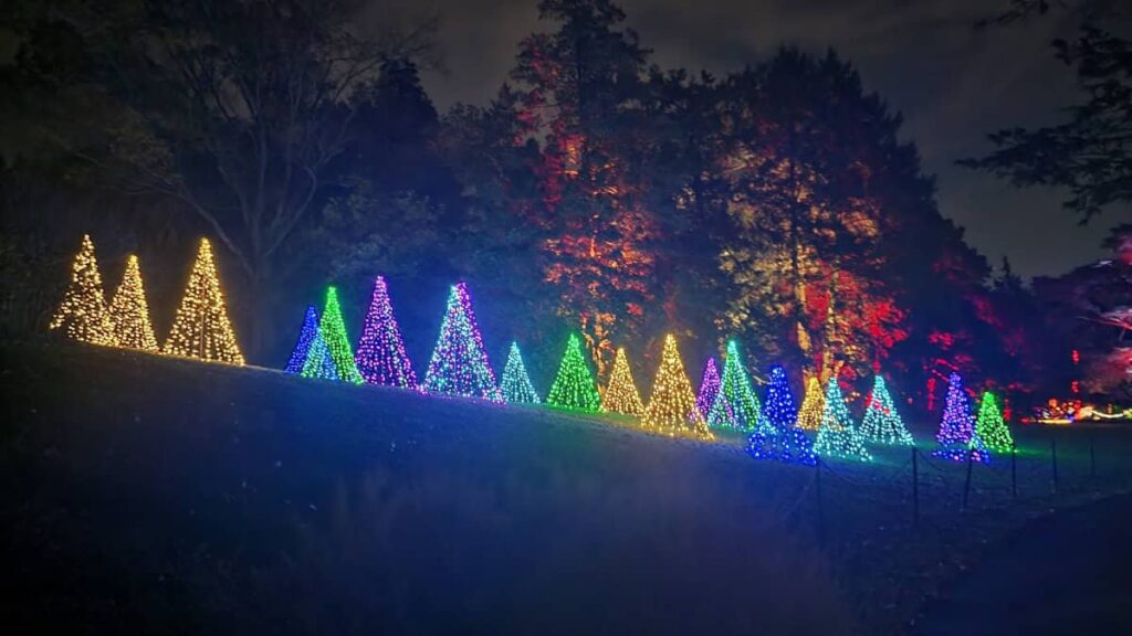 Multiple tree shaped structures are lit in various colors at night