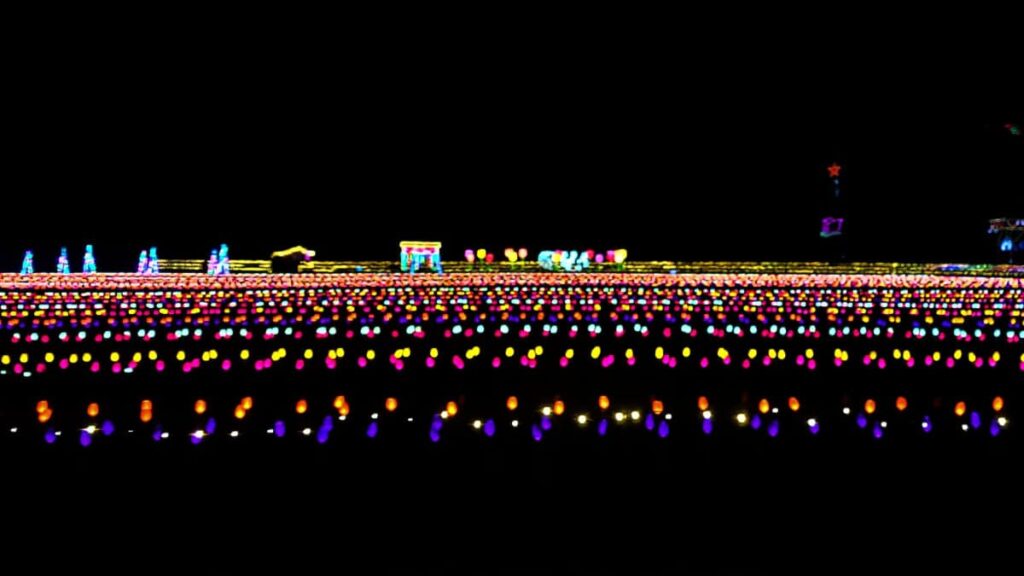 Looking out a large field filled with thousands of glowing tulips