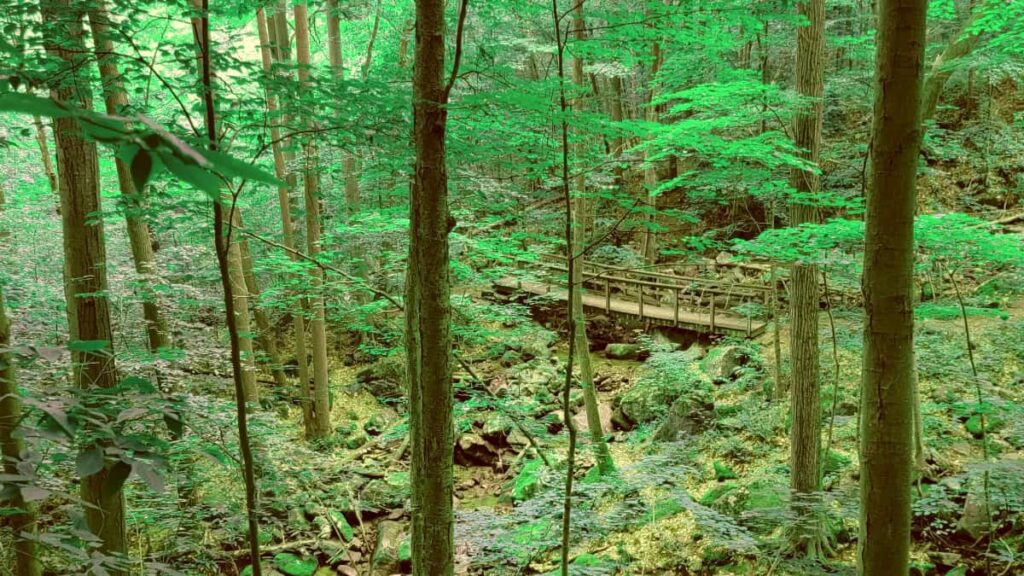 Looking through trees in a forest to see a small wooden footbridge