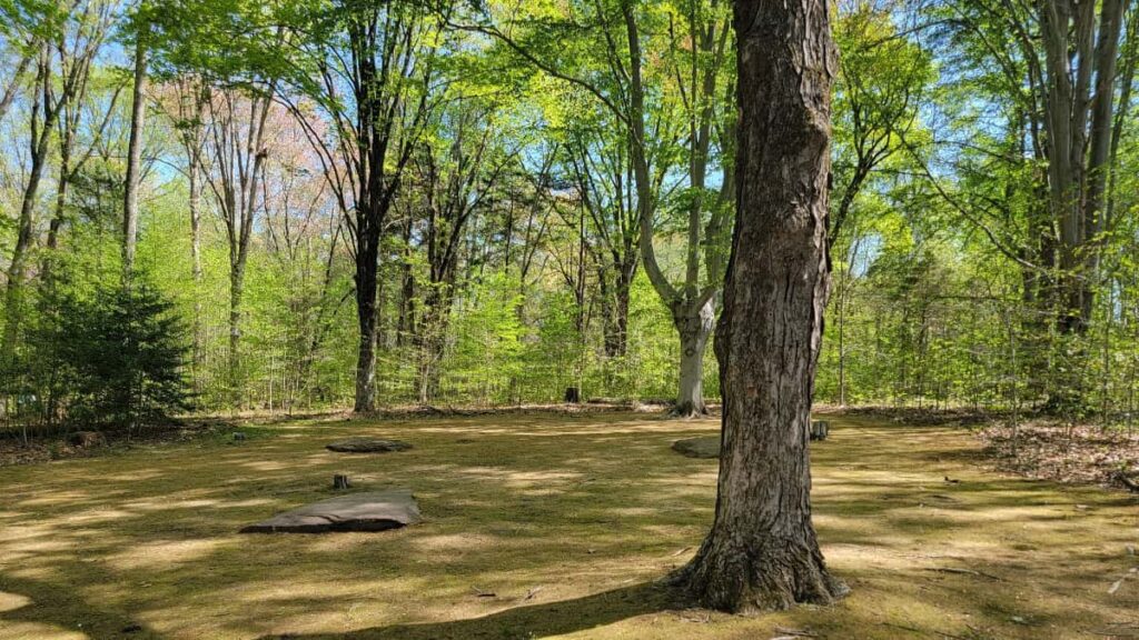 moss covers a large area of the ground with trees surrounding